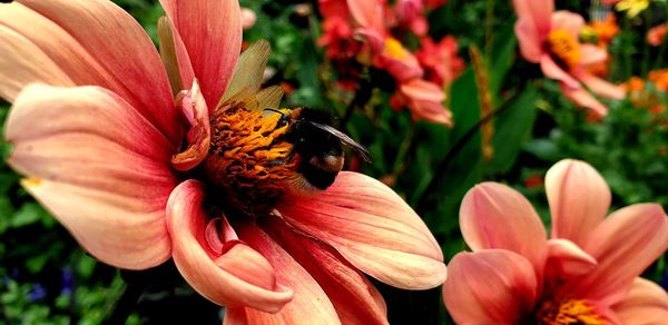 Close-up of bee pollinating flower