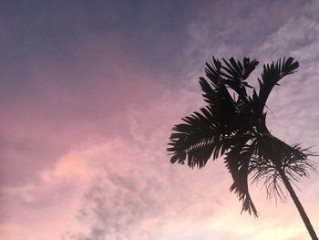 Low angle view of palm tree against sky