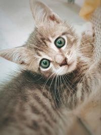 Close-up portrait of a cat