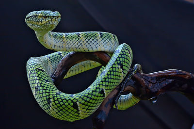 Close-up of snake