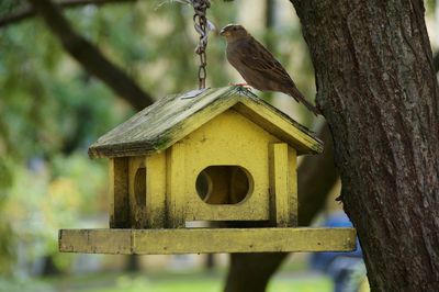 Close-up of bird perching on tree trunk