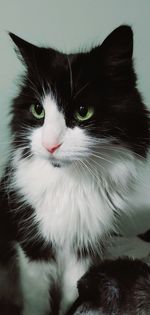 Close-up portrait of black cat