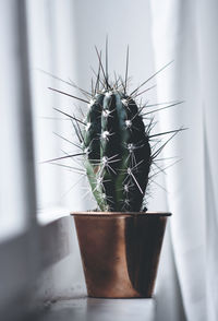 Close-up of cactus plant