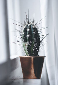 Close-up of cactus plant on window sill