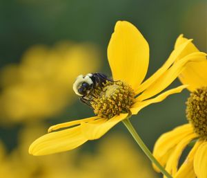 Close-up of insect on yellow flower