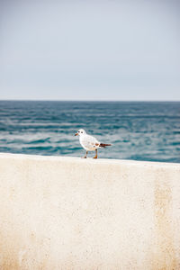 Seagull perching on beach against clear sky