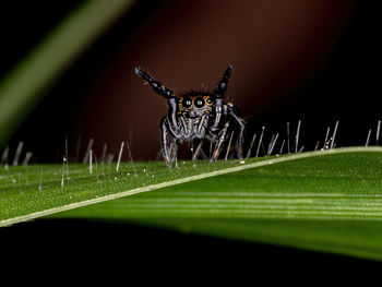 Close-up of spider