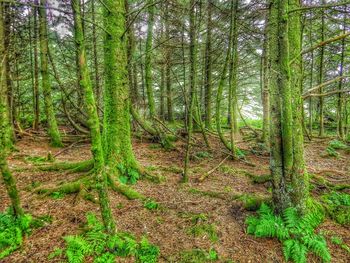 Trees in forest