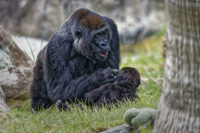 Gorilla holding her baby with blurred background 