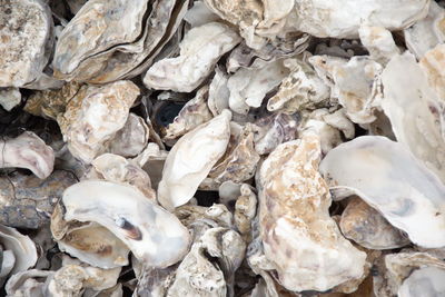 Full frame shot of seashells on beach