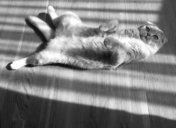 High angle view of cat resting