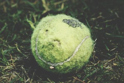 Close-up of fruit on grass