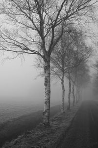 Bare trees in foggy weather