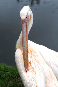 Close-up of pelican on lake