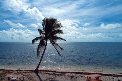 Palm tree by sea against sky