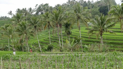 Plants growing on field