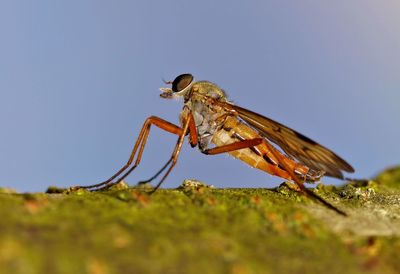 Close-up of insect on plant against clear sky
