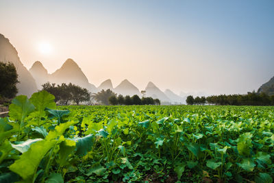 Scenic view of field against clear sky during sunset