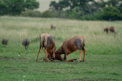 Topi antelopes fighting in a field