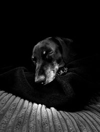 Dog resting on sofa at home