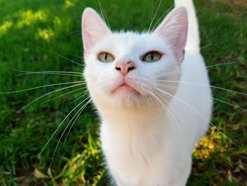 Close-up portrait of cat