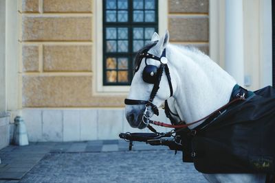 Close-up side view of a horse