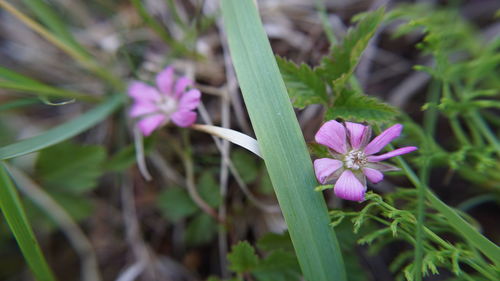 Close-up of purple flowering plant