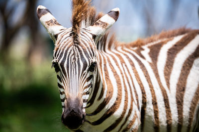 Close-up of zebra