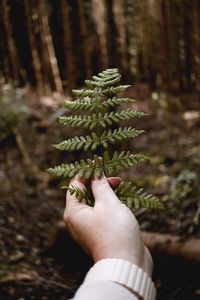 Cropped hand holding pine cone