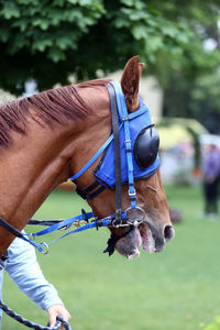 Close-up of horse riding