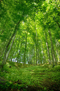 Trees in forest