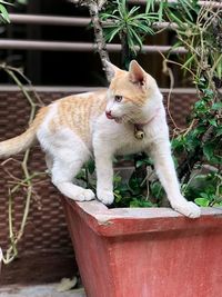 View of cat sitting outdoors