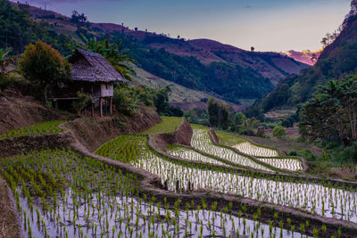 Scenic view of agricultural field against sky