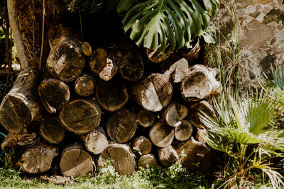 Close-up of logs