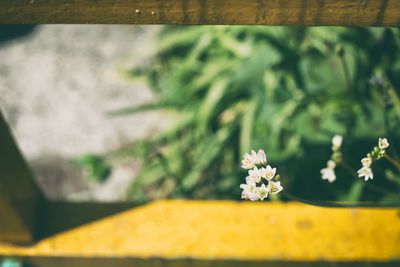 Close-up of white flowers blooming outdoors