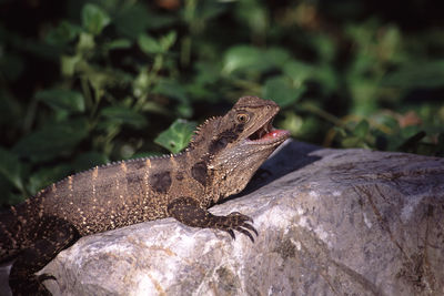 Close-up of lizard with mouth open on rock