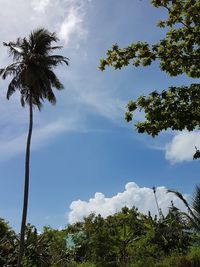 Low angle view of coconut palm trees against sky