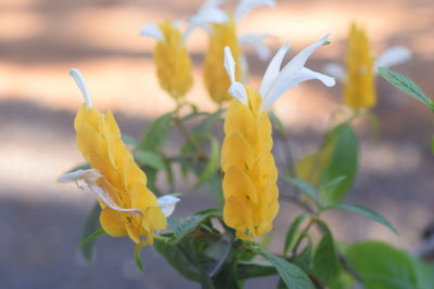 Close-up of yellow flowering plant