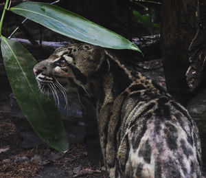 Clouded leopard - leopardo nebuloso  