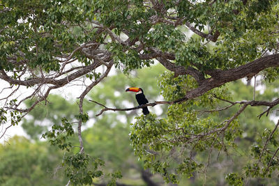 Low angle view of bird perching on tree