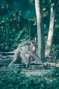 Lion sitting on tree trunk in forest
