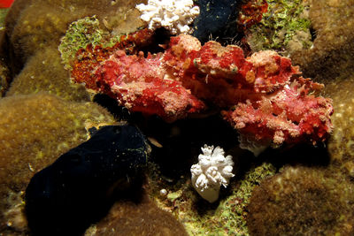 High angle view of coral in sea
