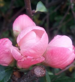 Close-up of pink flowers