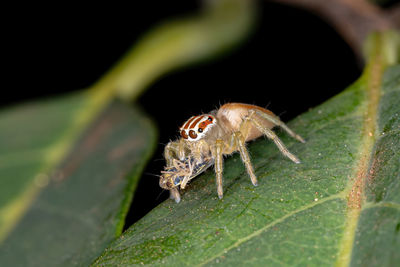 Close-up of spider