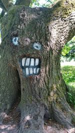 Close-up of tree trunk in forest