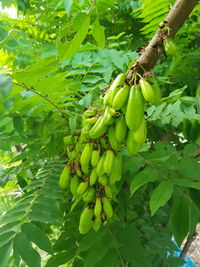 Close-up of berries growing on tree