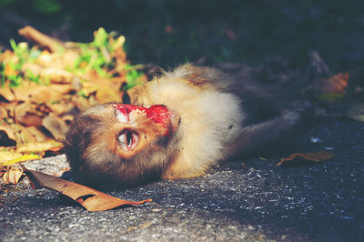 Portrait of cat lying down