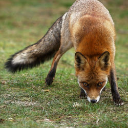 Portrait of dog on land