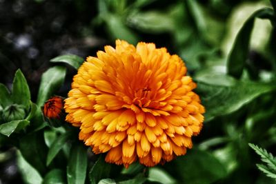 Close-up of yellow flower