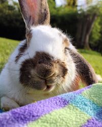 Close-up portrait of a rabbit